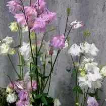 Шпорцевые махровые аквилегии