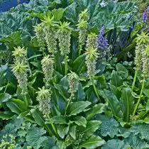 Эвкомис двуцветный (Eucomis bicolor)