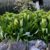 Эвкомис осенний (Eucomis autumnalis)