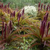 Эвкомис хохлатый (Eucomis comosa)