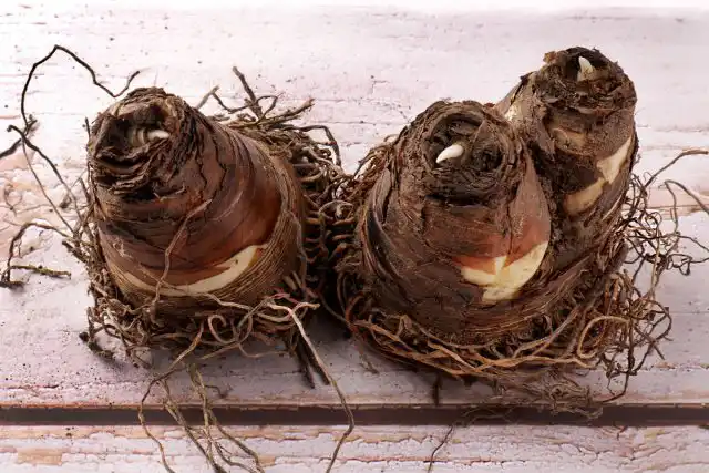 Луковицы ананасной лилии