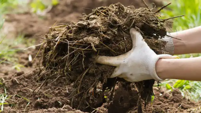 Компост, навоз, листовая земля, торф и кокосовое волокно — все это отличные источники органического вещества, которые легко найти и применить.