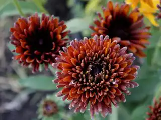 Рудбекия «Мароккан Сан» (Moroccan Sun)