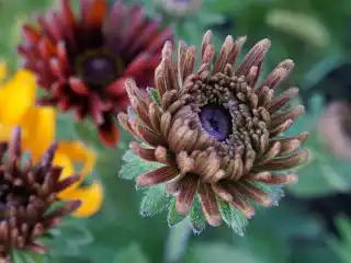 Рудбекия «Мароккан Сан» в бутоне похожа на пушистого медвежонка