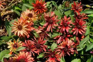 Рудбекия «Чим Чими» — низкорослая обильноцветущая вариация