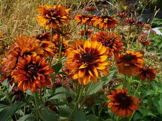 Рудбекия «Чероки Сансет» (Cherokee Sunset)