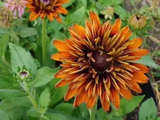 Рудбекия «Чероки Сансет» в начале роспуска напоминает подсолнух