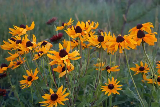 Рудбекия «Индиан Саммер» (Indian Summer)
