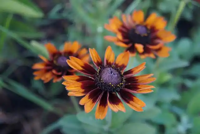 Рудбекия «Тото Рустик» (Toto Rustic)