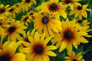 Рудбекия «Денвер Дейзи» (Denver Daisy)