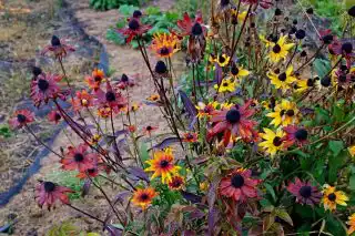 Рудбекия «Денвер Дейзи» осенью меняет окраску