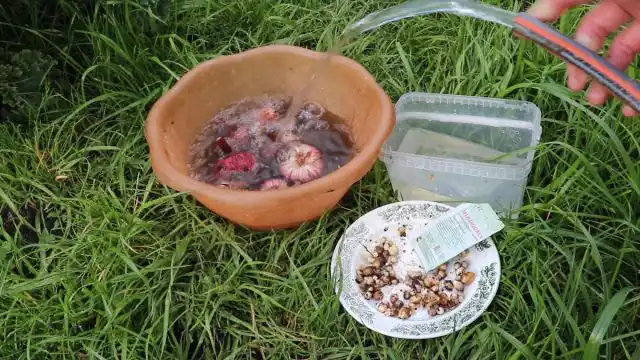 Обработка – обязательный этап подготовки клубнелуковиц к хранению