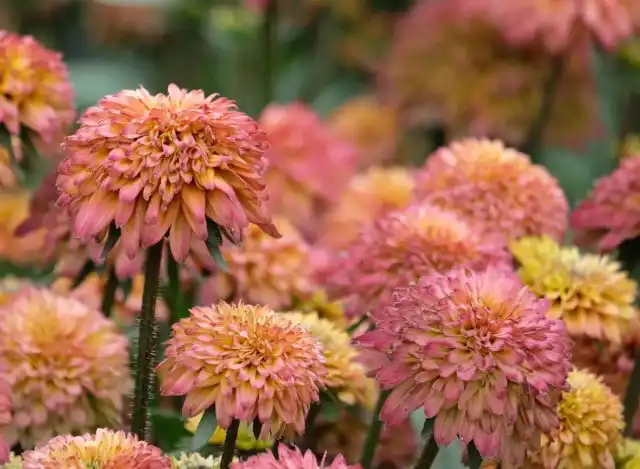 «Саммерина Глоу, Шугар Шейк» (ECHIBECKIA™ 'SUMMERINA GLOW™ SUGAR SHAKE') - это захватывающая новинка 2024 года с огромными махровыми цветами персиковых оттенков.