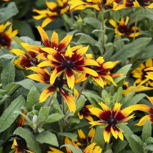 Сорт «Блэйзинг Файер» (ECHIBECKIA™ 'SUMMERINA® BLAZING FIRE™'), или «Пылающий огонь» - двухцветный желто-красный цветок с интересными мелкими лепестками в центре.