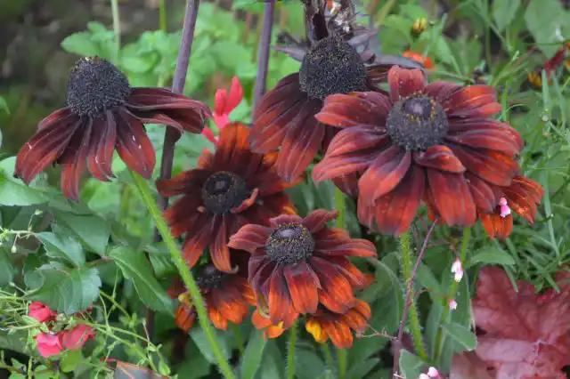 Коричневый цвет лепестков  «Саммерина, Браун» (ECHIBECKIA™ 'SUMMERINA® BROWN') можно назвать хамелеоном, потому что он не всегда коричневый.