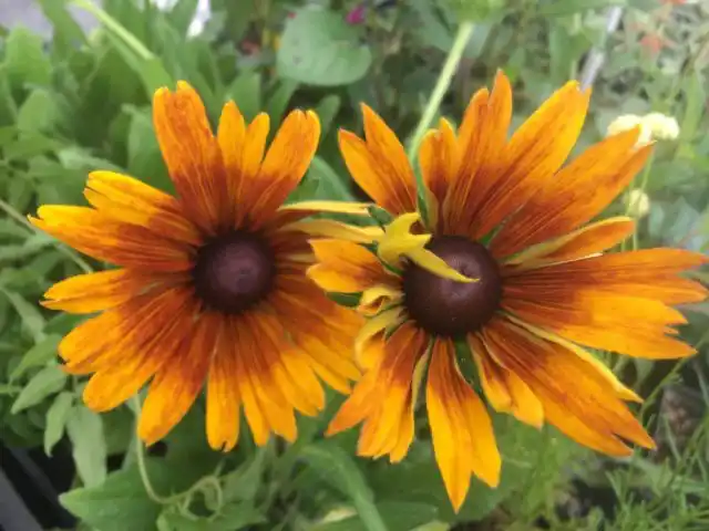 У «Баттерскотч Бисквит» (ECHIBECKIA™ 'SUMMERINA® BUTTERSCOTCH BISCUIT'), или «Ирландского печенья» (как переводится название сорта) яркие двухцветные цветки сливочно-желтого и оранжевого цвета со светлыми глазками.