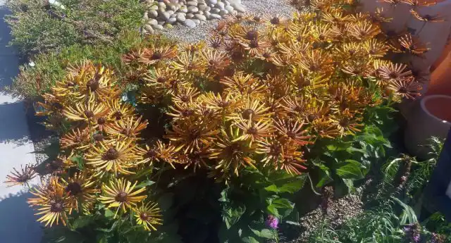 «Электрошок» (ECHIBECKIA™ 'SUMMERINA® ELECTRA SHOCK') - это сорт с уникальными лепестками в форме узких перьев, которые придают ему сходство с паукообразной хризантемой.