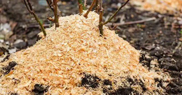 Мульчирование роз опилками