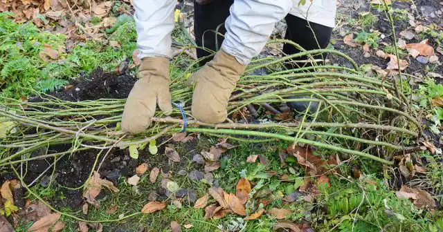 Пригибание веток роз на зиму