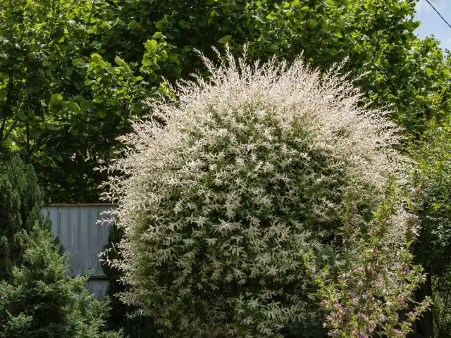 Ива цельнолистная «Хакуро Нишики» (Salix Integra Hakuro Nishiki)