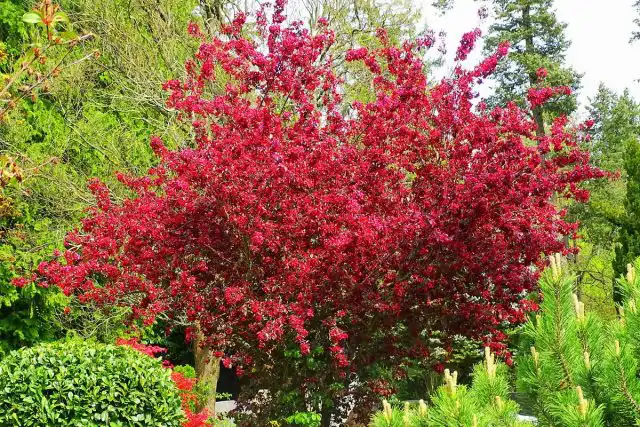 Декоративная яблоня (Malus), сорт «Роялти»