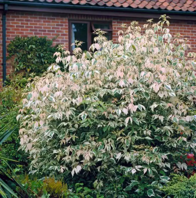 Клен ясенелистный «Фламинго» (Acer negundo 'Flamingo')
