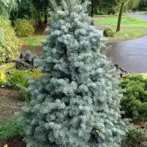 Пихта одноцветная (Abies concolor), сорт «Арчерз Дварф»
