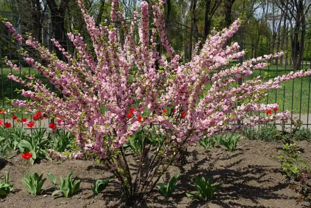 Луизиания трехлопастная, или миндаль, или слива трехлопастная (Prunus triloba)