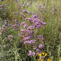 Кермек Гмелина (Limonium gmelinii)