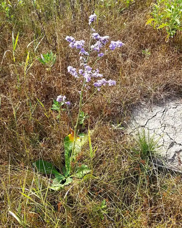 Кермек растет даже на самых бедных и иссушенных грунтах