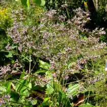 Кермек Гмелина можно высаживать в миксбордерах и альпинариях