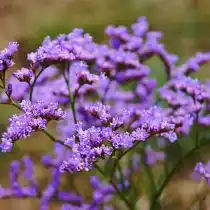 Цветки кермека Гмелина похожи на крошечные колокольчики