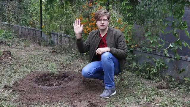Садимо кедр: особливості сосни