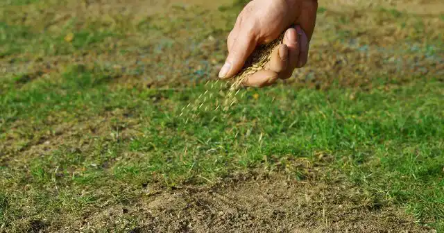 Желательно также соблюдать пропорции семян, если при создании лужайки использовались смеси из нескольких видов.