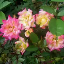 Роза «Беби Маскарад» (Baby Masquerade)