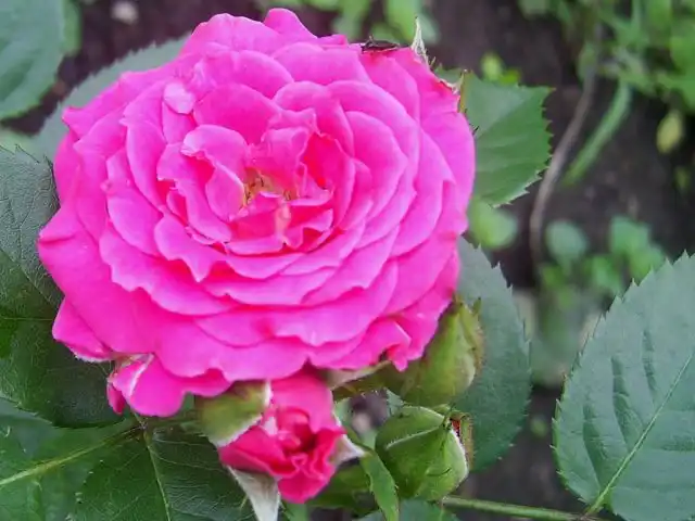 Роза «Амулет» (Amulett)