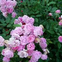 Роза «Яблонька»