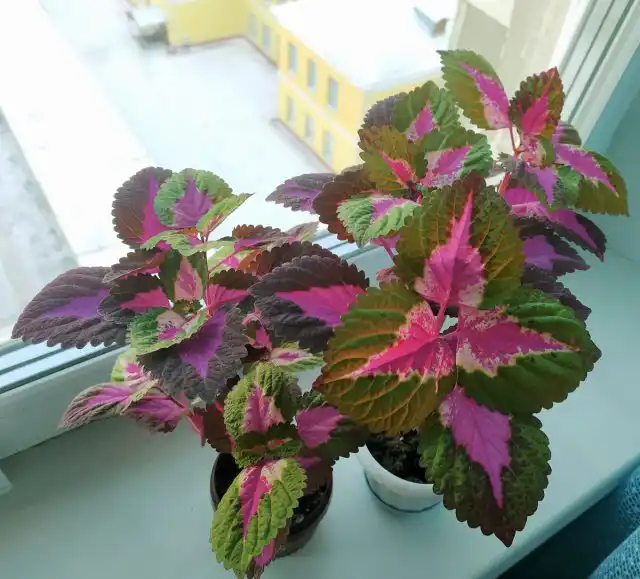 Главная задача зимовки колеуса — сберечь растения до весны, омоложения или размножения