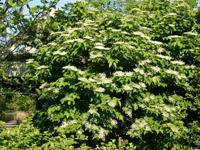 В небольшом декоративном саду калина хорошо справляется с ролью фокусного растения