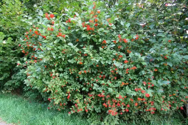 Калина обыкновенная (Viburnum opulus)