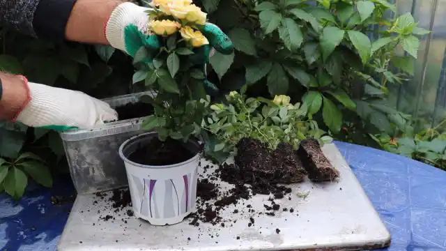 Пересадка розы Кордана в горшок