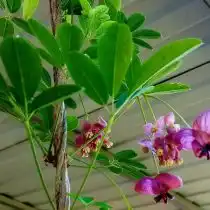 Мелкие и в кистях — мужские цветки