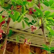 Вот эти коричневатые побеги и есть лекарственное сырьё