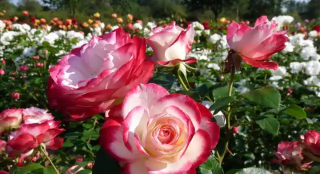 В цветнике, отведенном исключительно для роз, болезням и вредителям нужно только перебраться на соседнее растение, чтобы продолжить тянуть соки и губить посадки.