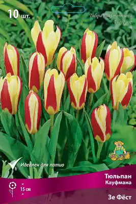 «Тюльпаны Кауфмана»