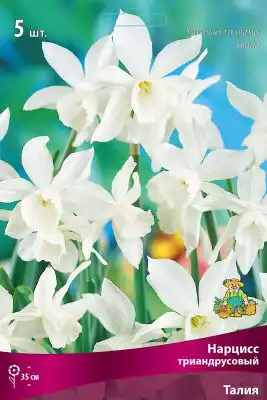 Нарцисс «Талия»