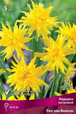 Нарцисс «Рип ван Винкль»