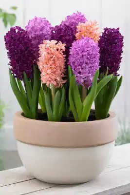 Гиацинты «Смесь красок»