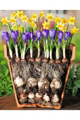 Рост луковичных