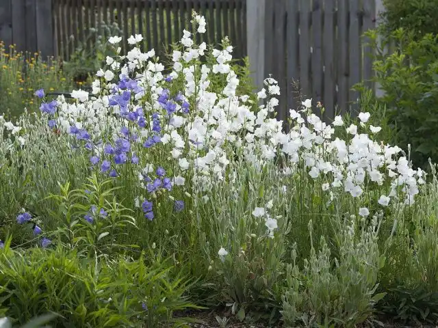 Колокольчик персиколистный (Campanula persicifolia)